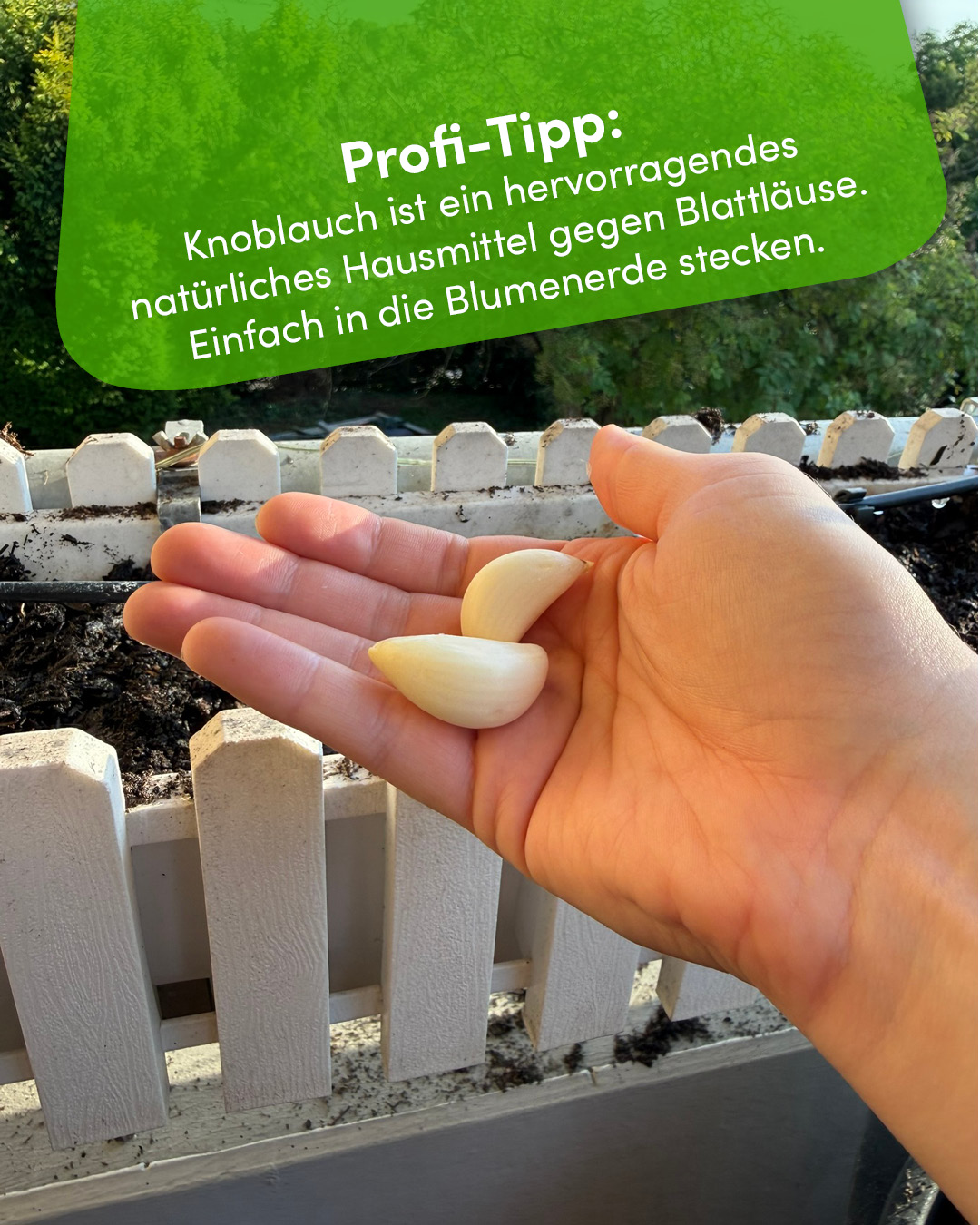 Profi-Tipp: Knoblauch ist ein natürliches Hausmittel gegen Blattläuse.
