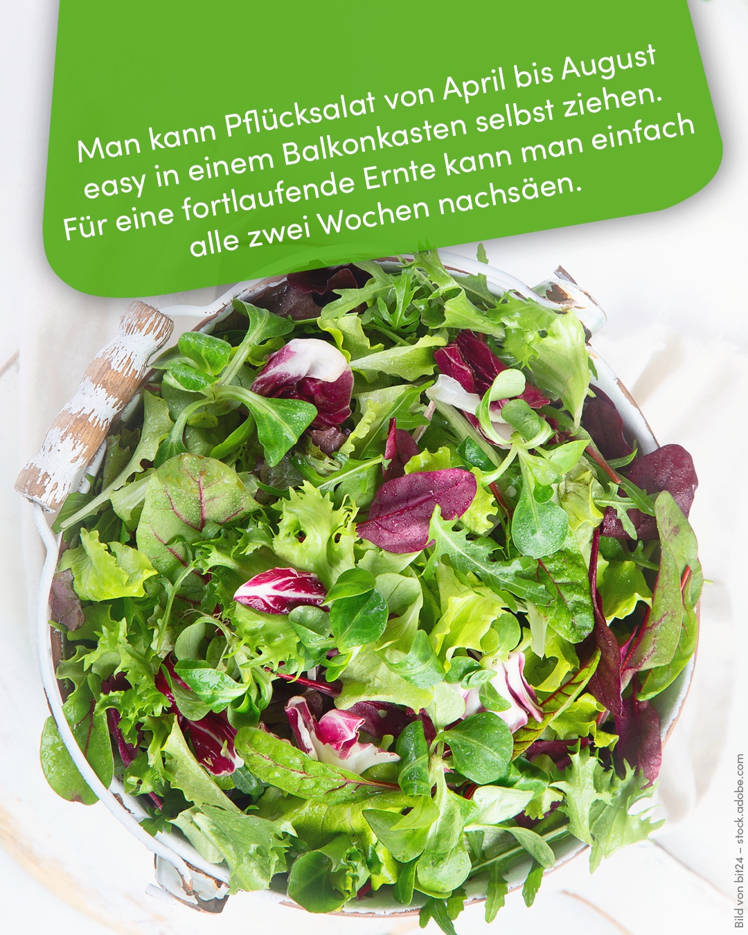 Man kann Pflücksalat von April bis August selbst ziehen.